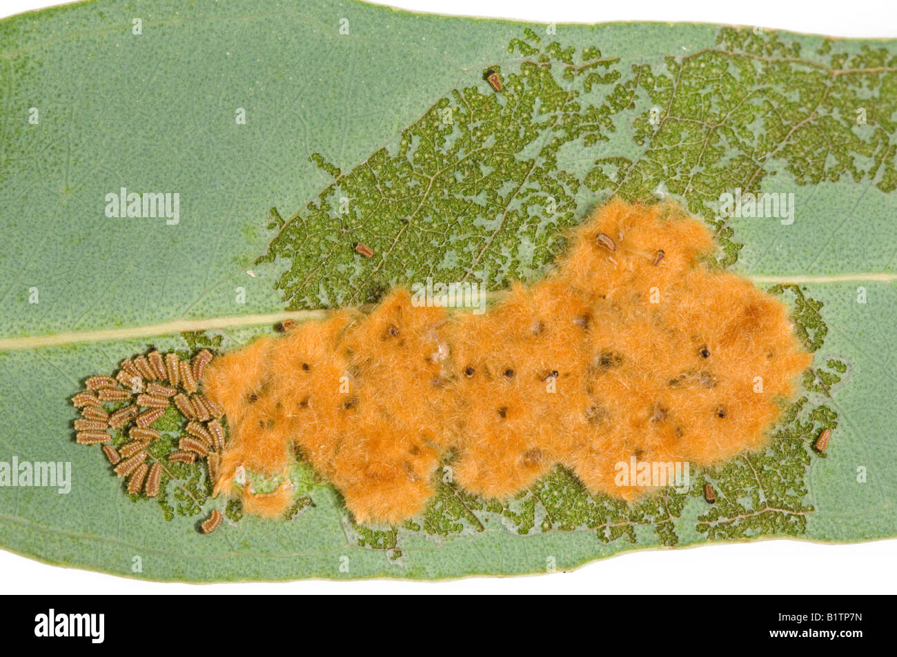 Australische Cup Motte Ei-Masse und schraffierten Larven Stockfoto