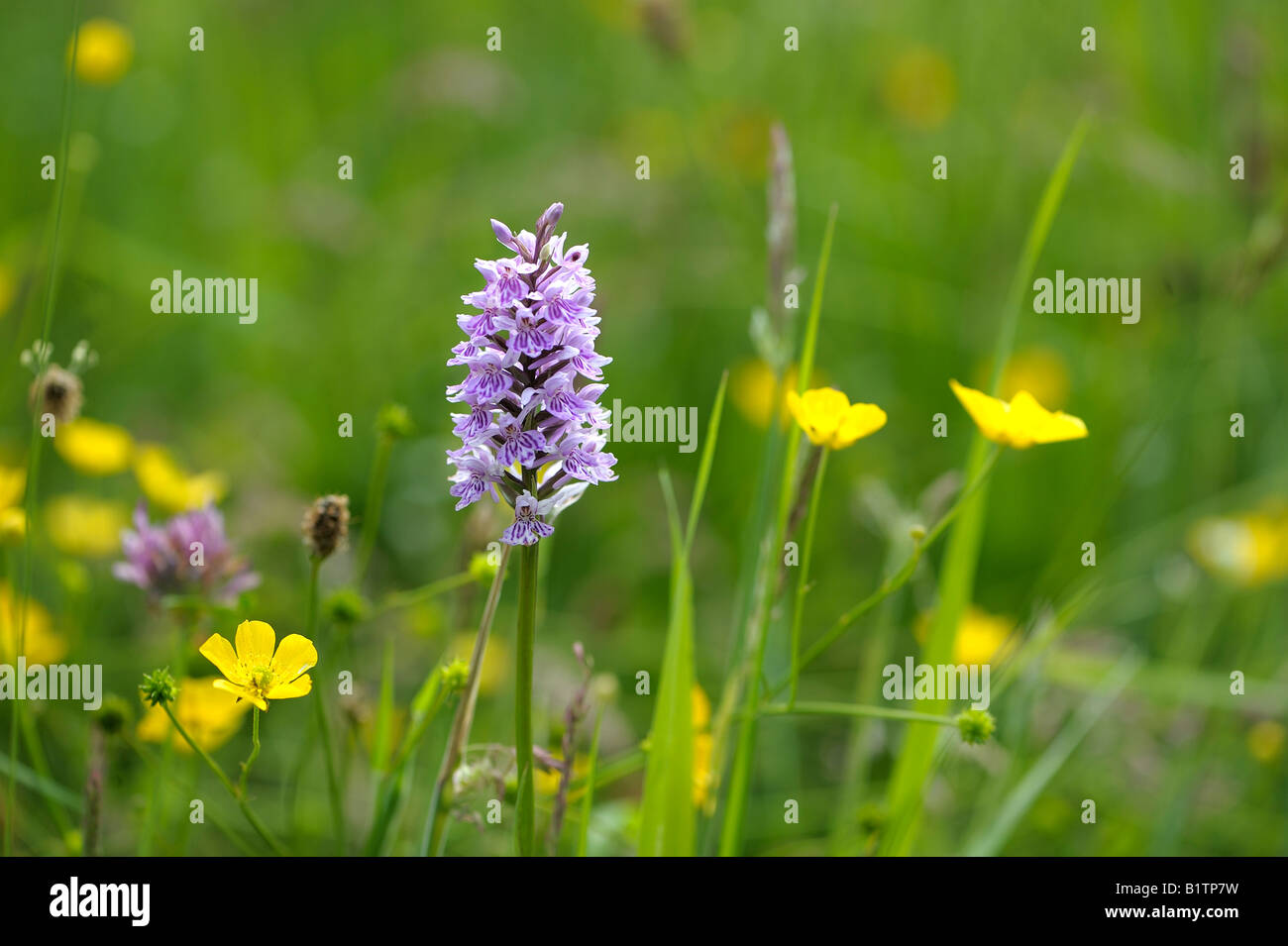 Gemeinsame gefleckte Orchidee Stockfoto