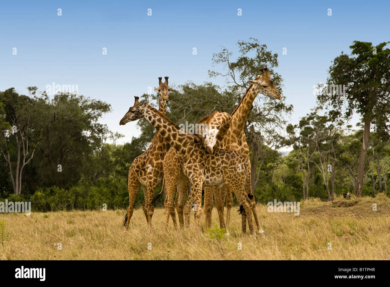 Lustige Turm von 4 Giraffen posing 2 ständigen Profil Köpfe in entgegengesetzte Richtungen 3 Kopf über sie 4. auf in der Masai Mara Kenia gewickelt Stockfoto