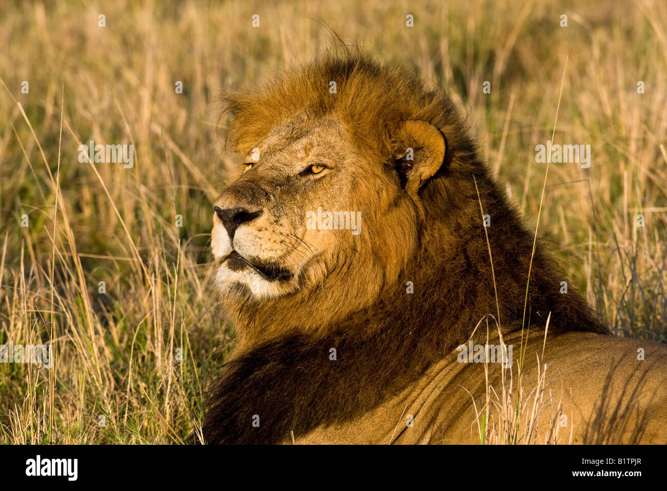 Lion stellt Königlich im goldenen Licht am frühen Morgen, als er Umfragen sein Territorium, während im Gras der Masai Mara in Kenia liegen Stockfoto