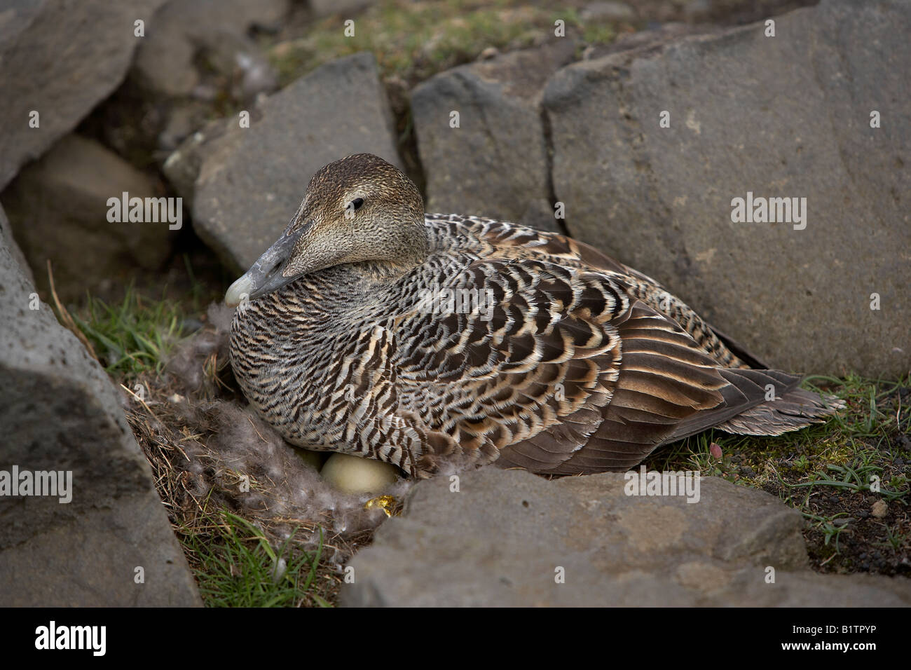 Eiderente sitzen auf Nest, Island Stockfoto