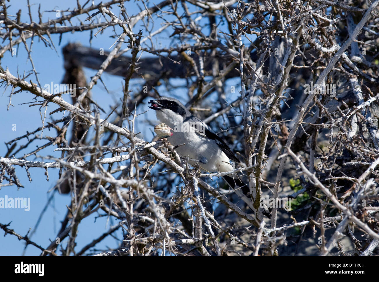 "" Butcher Bird"Baja isst eine Eidechse Kopf." Stockfoto