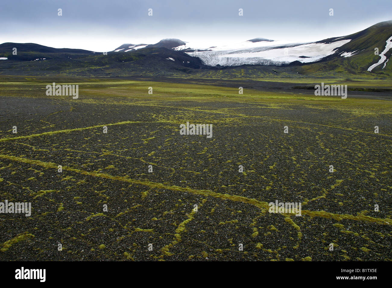 Frischem Moos in Tundra, Tungnafellsjokull Gletscher, Island Stockfoto