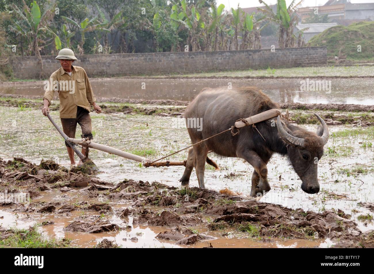 Vietnamesische Landwirt und Ochsen pflügen eine Reis-Feld-Mekong-Delta-Vietnam Stockfoto