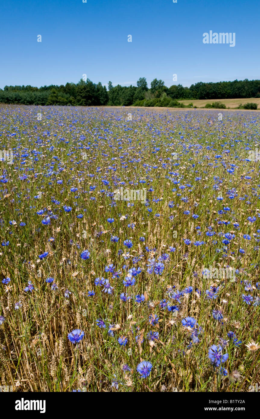 Mais-Feld mit Kornblumen - Centaurea Cyanus, Sud-Touraine, Frankreich überschwemmt. Stockfoto