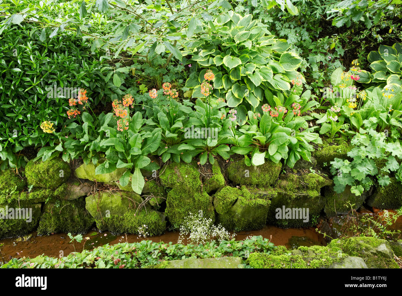 kleinen Bächlein im Wald Garten mit Kandelaber Primeln Stockfoto