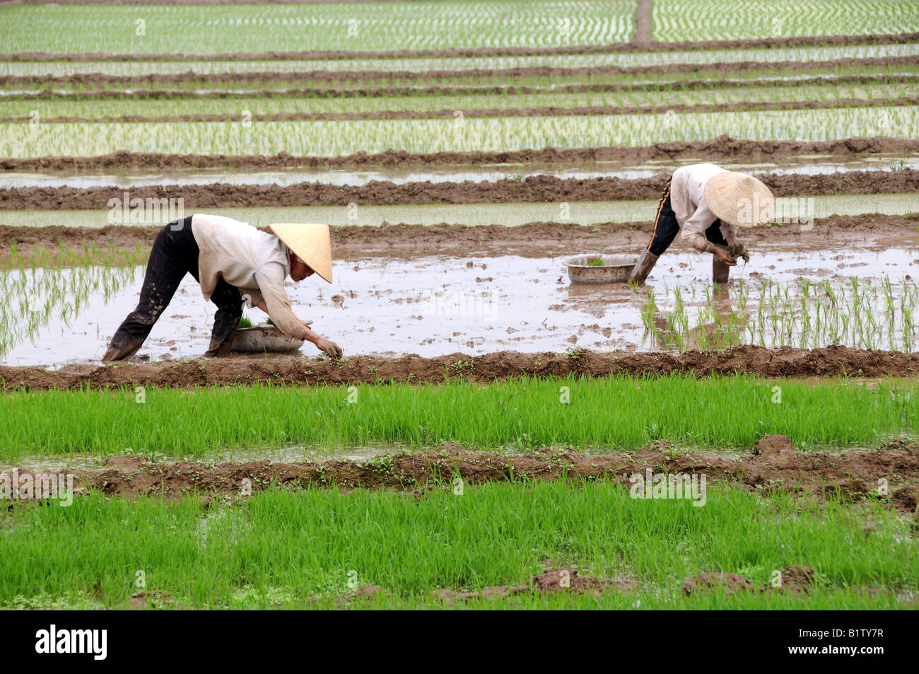 Vietnamesische Frauen Pflanzen Reis Vietnam Mekong Delta Stockfoto