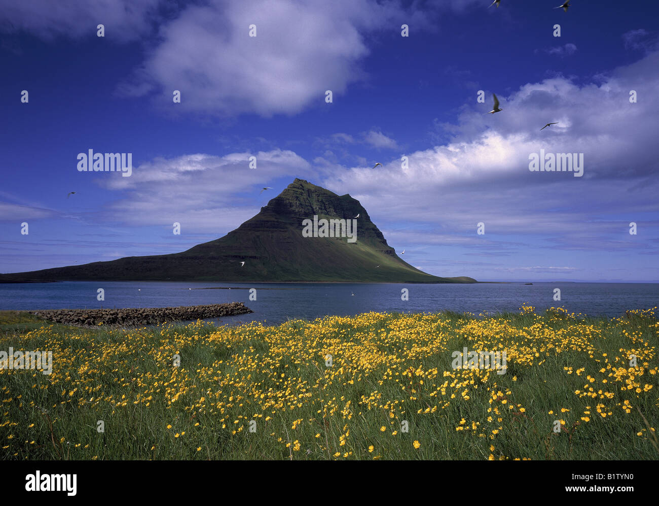 Wildblumen blühen auf Küste Fjord, Grundafjordur, Island Stockfoto