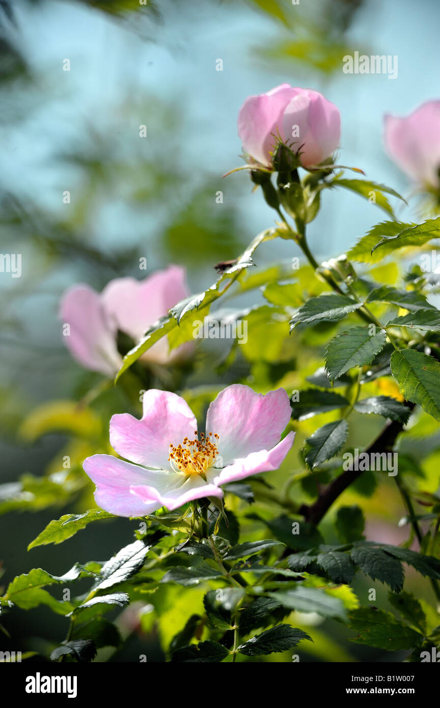 Hundsrose Heckenrose in Blume Blüte Stockfoto