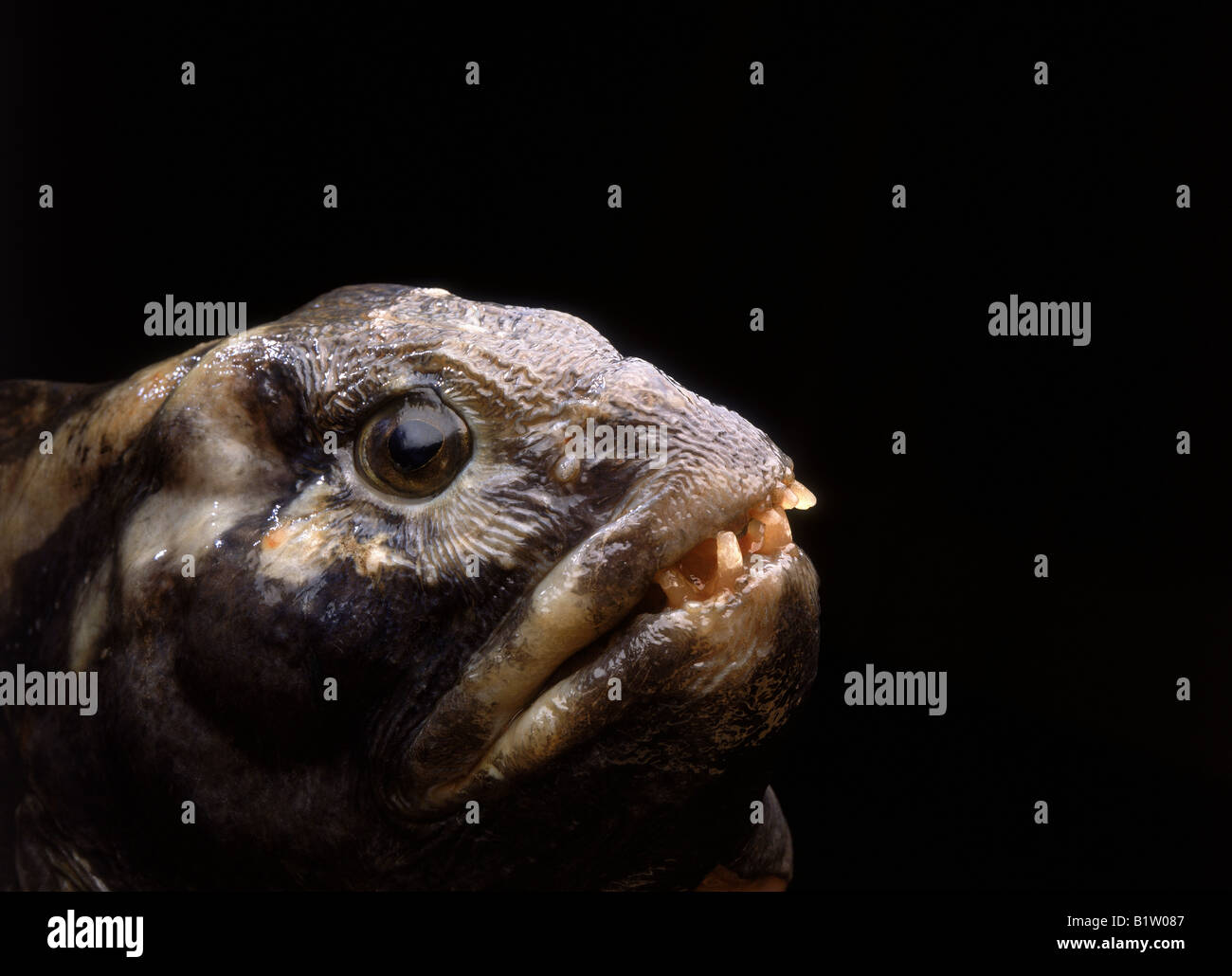 Atlantic Katfisch, Island Stockfoto