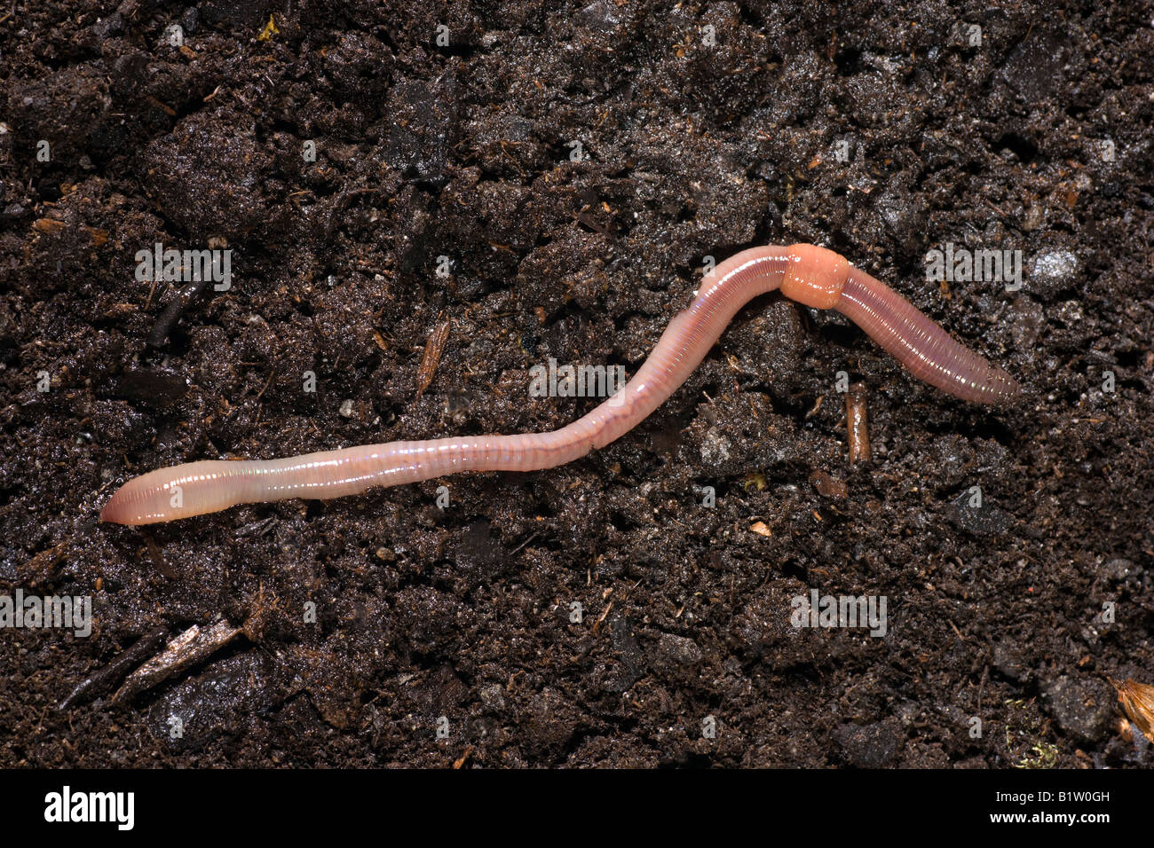 Gemeinsamen Regenwurm Lumbricus Terrestris segmentierte Wurm Stockfoto