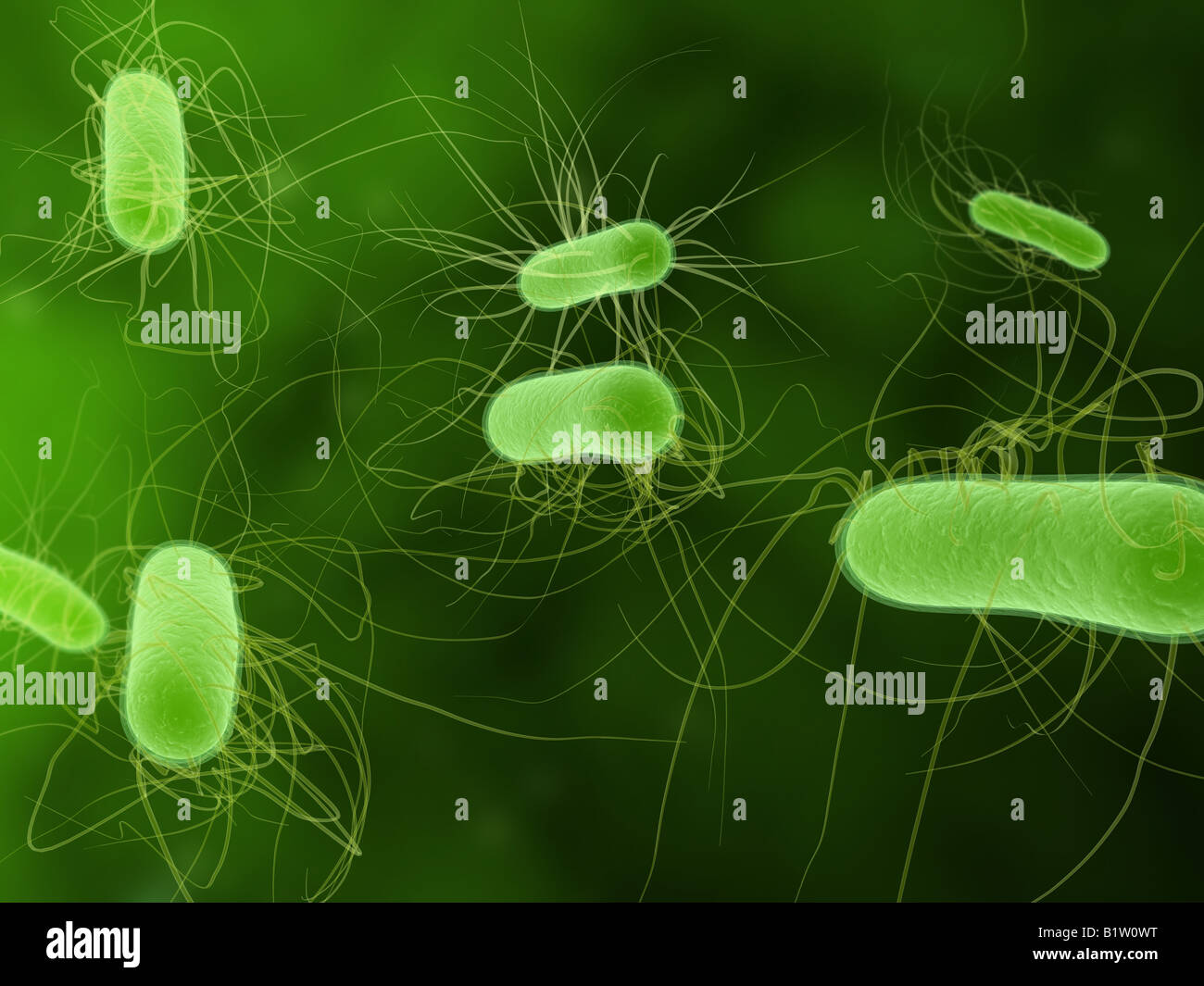 E. coli Stockfoto