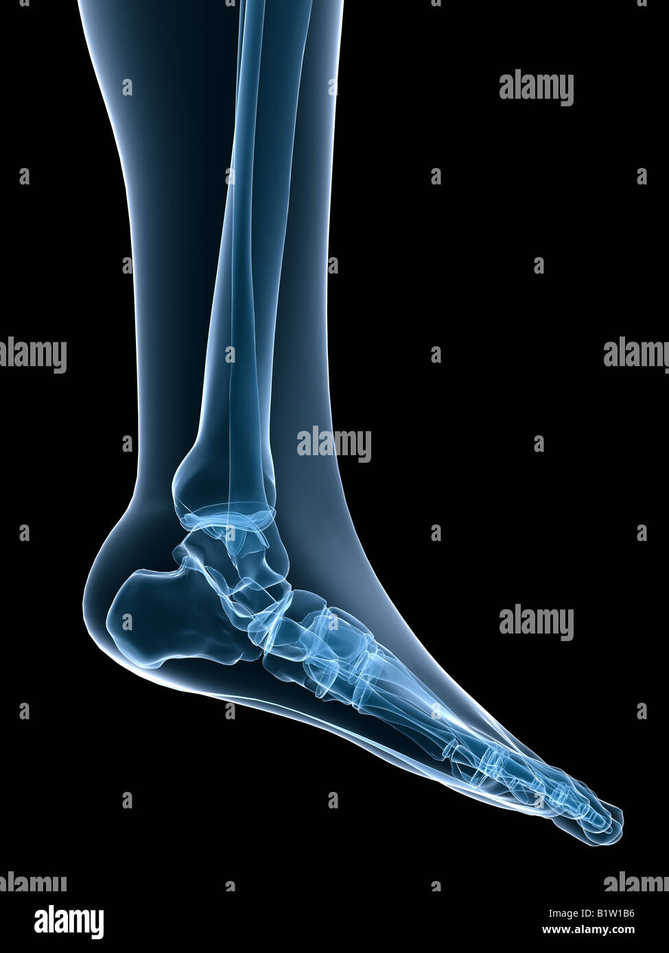 Foot human -Fotos und -Bildmaterial in hoher Auflösung – Alamy