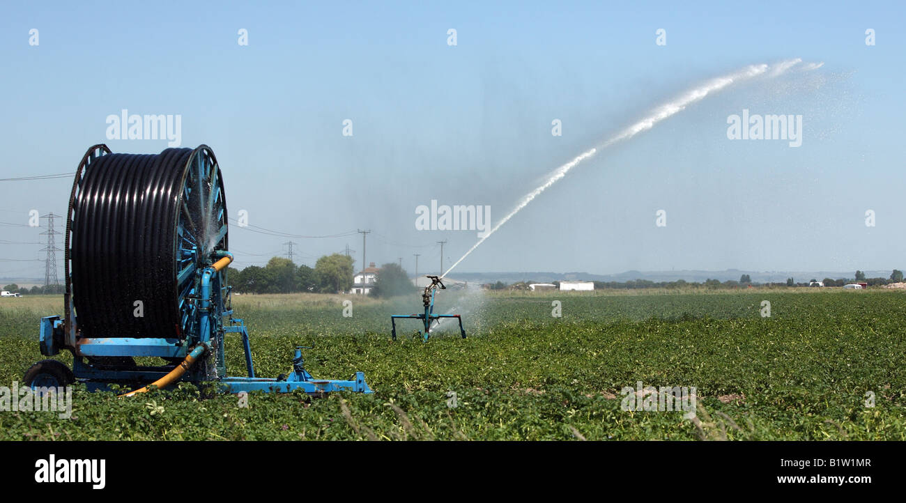 Bewässerung von Pflanzen in Kent. Stockfoto