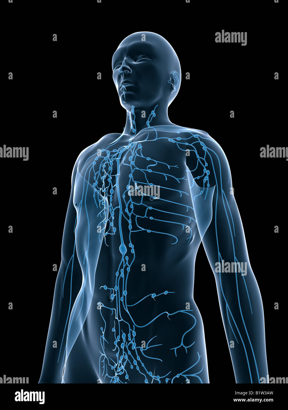 lymphatische system Stockfoto