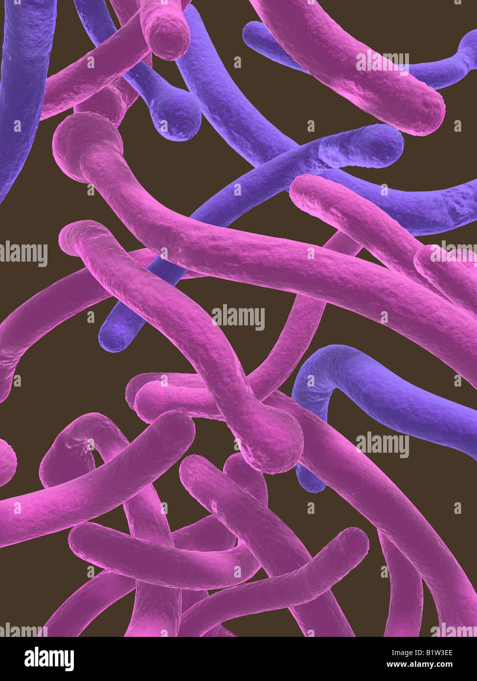 Candida Infektion -Fotos Und -Bildmaterial In Hoher Auflsung Alamy