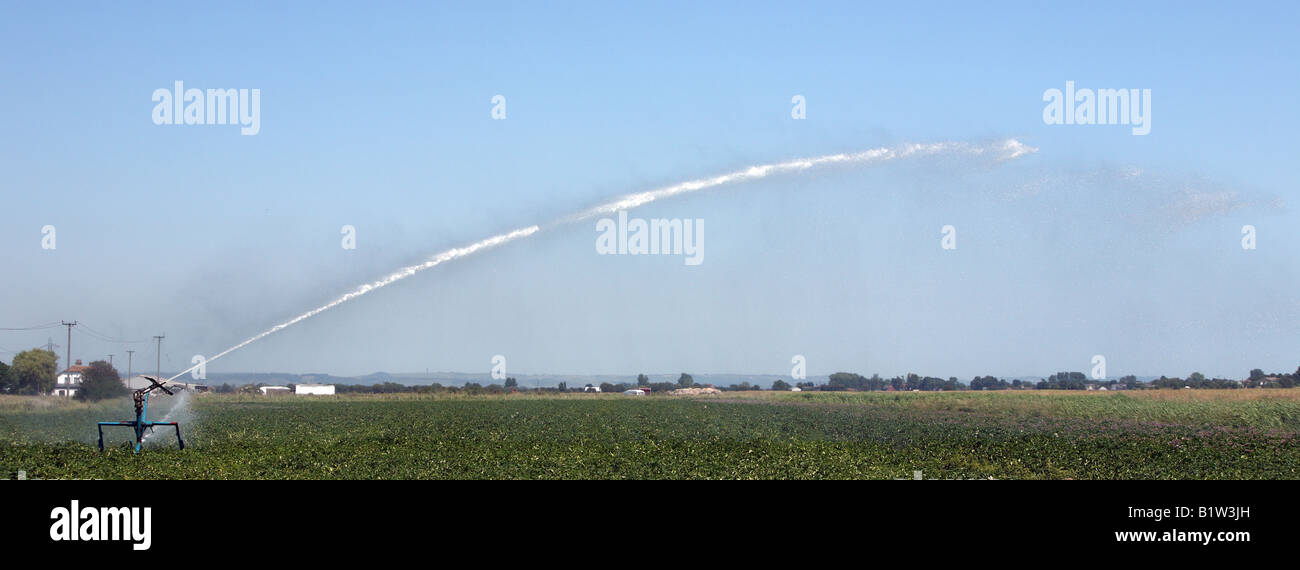 Bewässerung von Pflanzen in Kent. Stockfoto