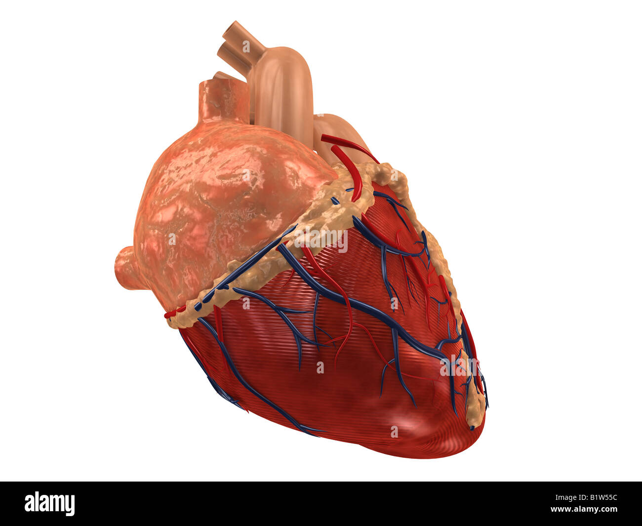 menschliches Herz Stockfoto