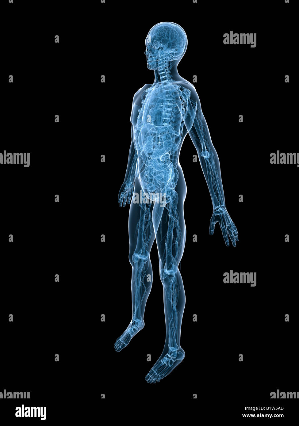 Anatomie des Menschen Stockfoto