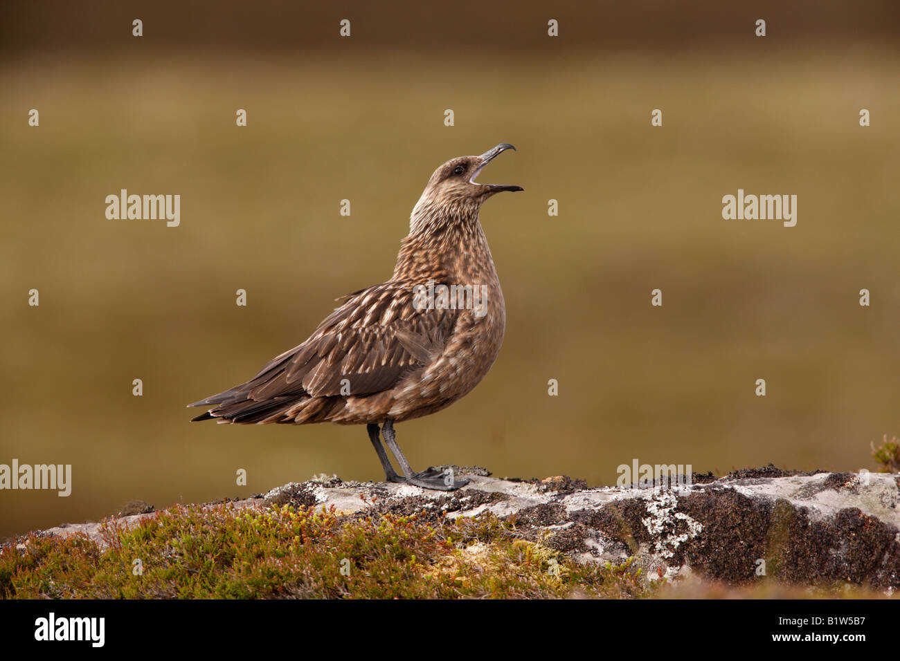 Great Skua Stercorarius Skua Sommer Schottland Stockfoto