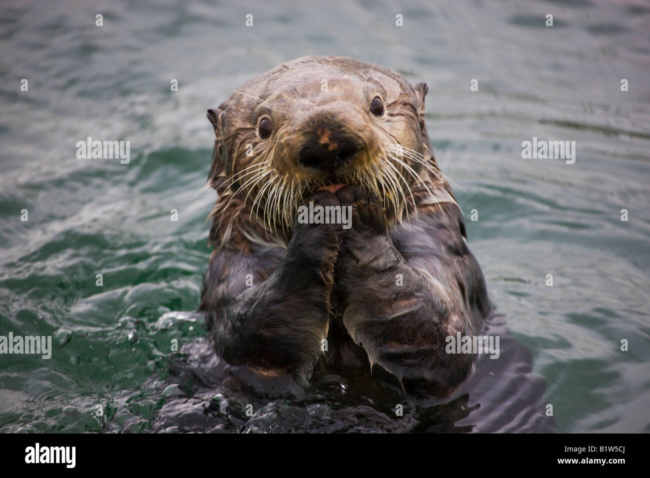 Sea Otter Enhydra Lutris Cordova, Alaska Stockfoto