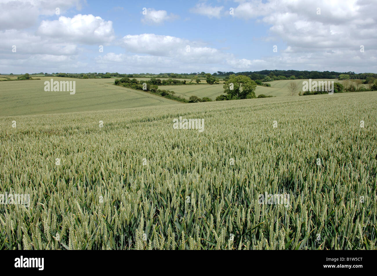 Weizenernte im Ohr in rollenden Felder nahe der Küste Seaton an einem feinen Sommertag Stockfoto