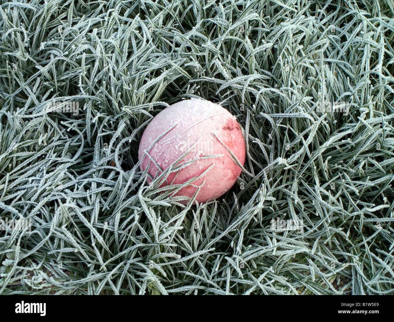 Gefrorene Wiese und pinkfarbenen ball Stockfoto