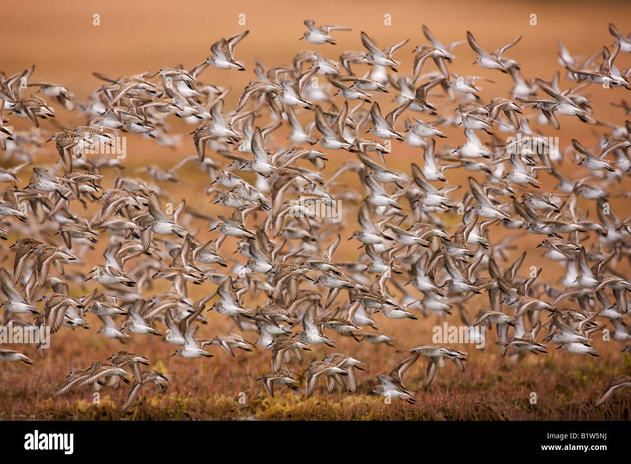 Shorebird Migration auf den Copper River Delta Chugach National Forest Cordova-Alaska Stockfoto