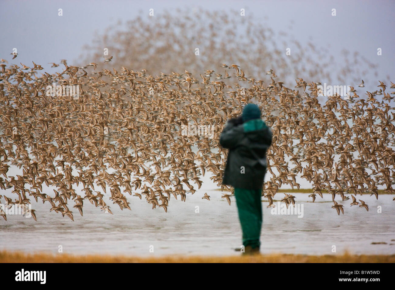 Michael Quinton fotografiert die Shorebird Migration auf den Copper River Delta Chugach National Forest Cordova-Alaska Stockfoto