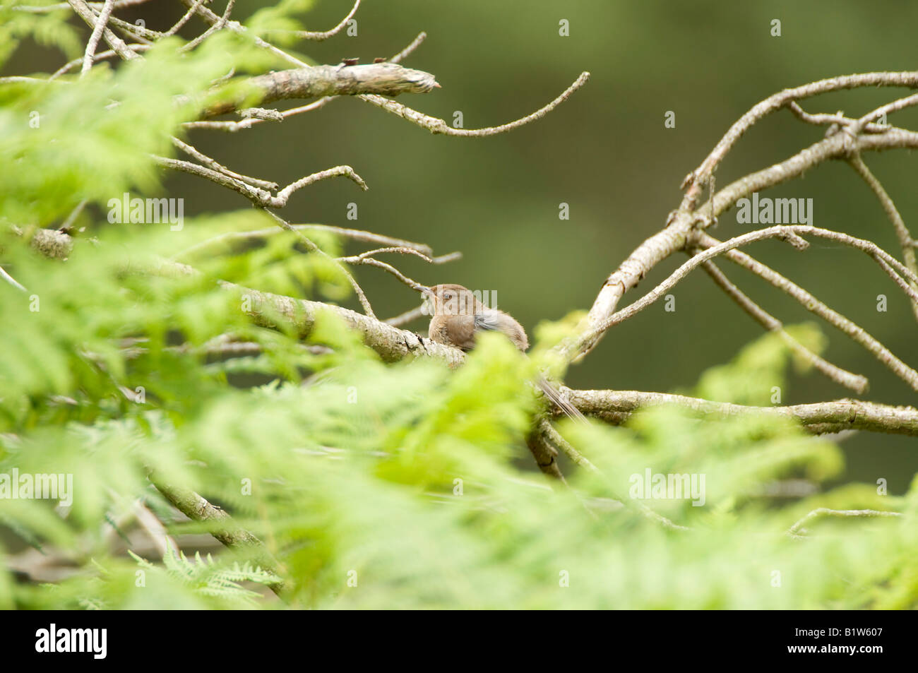 Weibliche Dartford Warbler auf Bush. Stockfoto