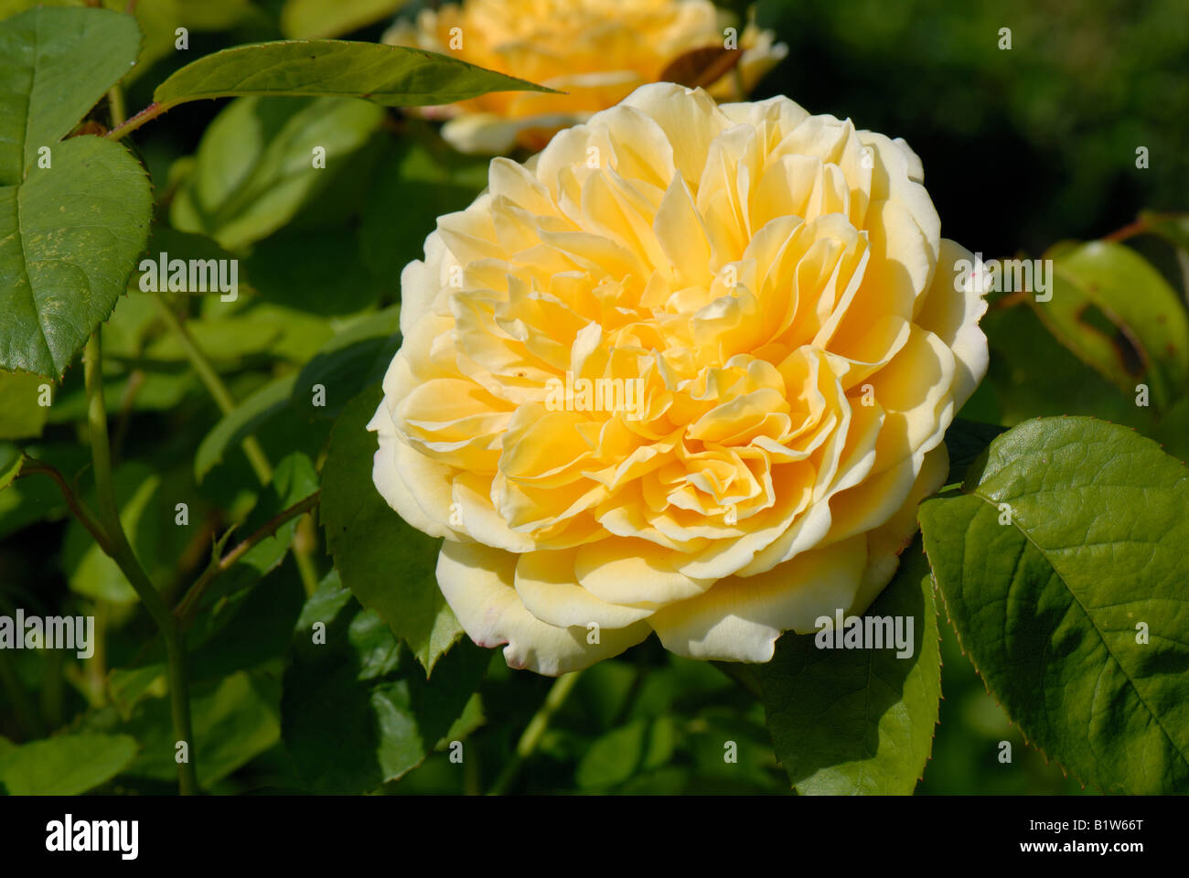 Gelbe Blume eines Baumes stieg Rosa Charlotte Stockfoto