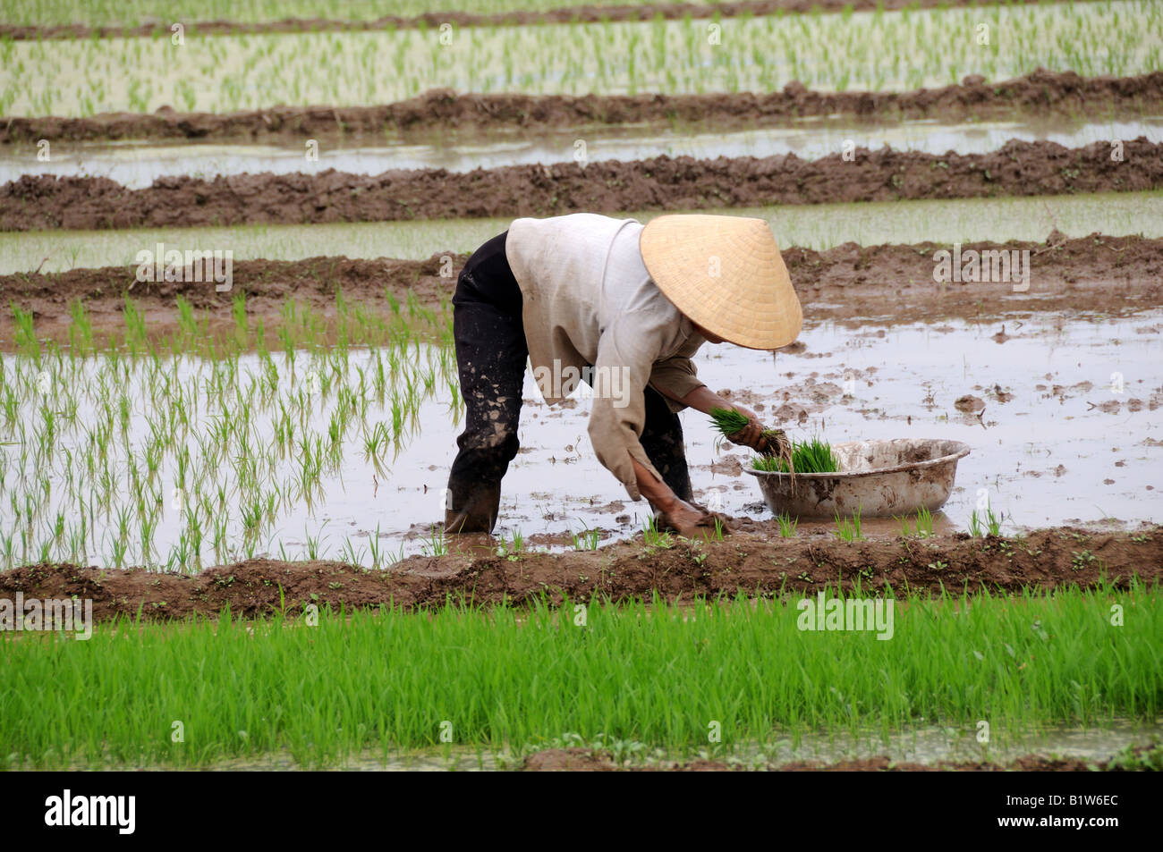 Vietnamesin Pflanzen Reis Mecong Delta Vietnam Stockfoto