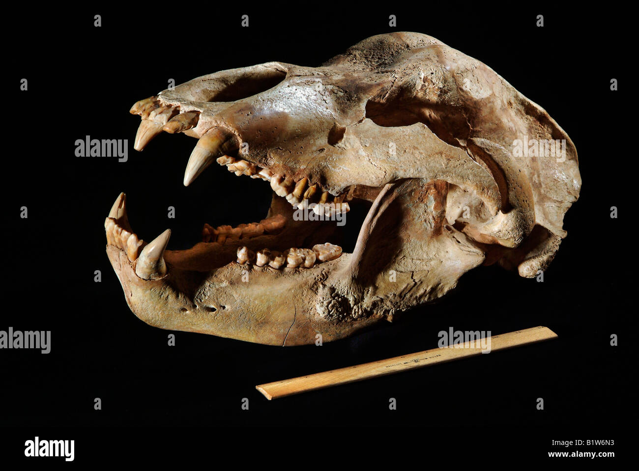 Höhlenbär, Ursus Spelaeus, Europa, Pleistozän, ca. 18 cm lang Stockfoto