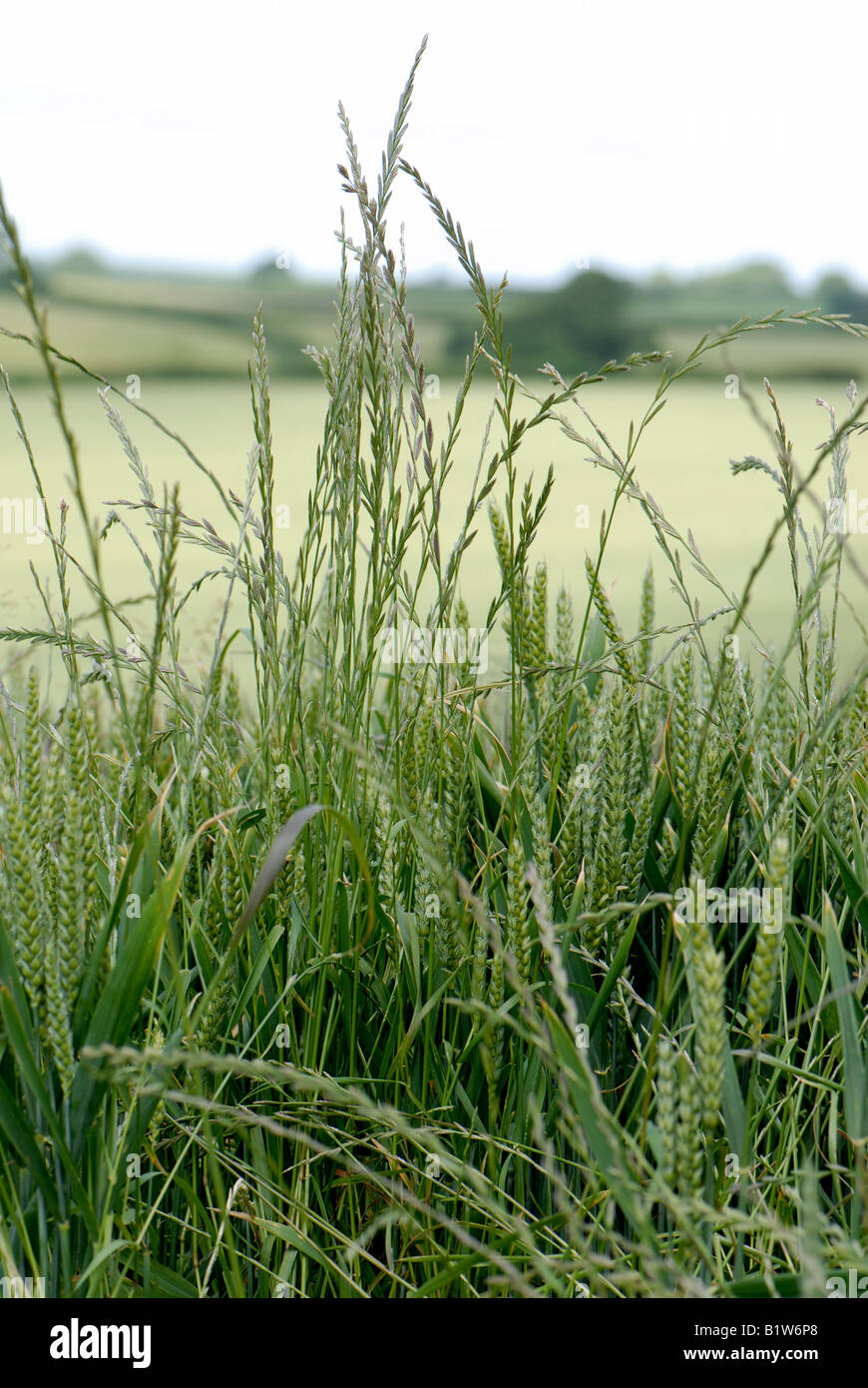 Weidelgras Lolium Perenne Blume Spitzen Ungräser in einer Weizenernte im Ohr Stockfoto