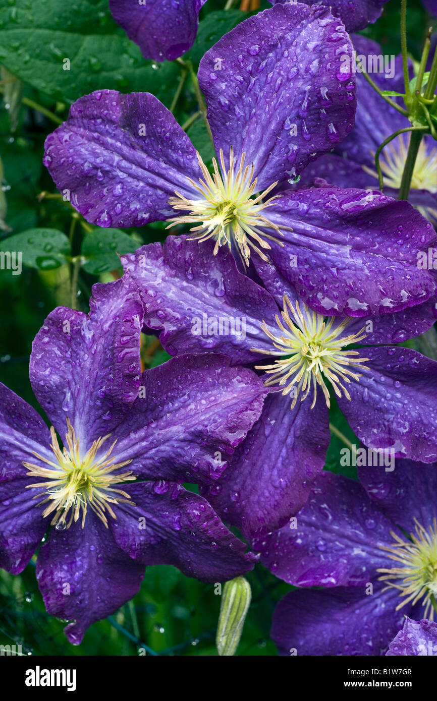 Clematis Viticella Etoile violett nach dem Regen Stockfoto