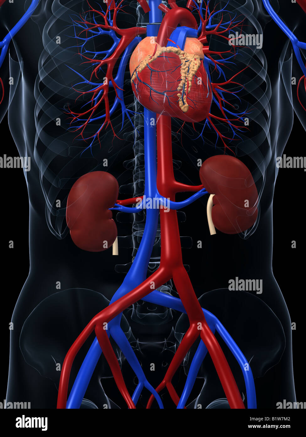 Herz-Kreislauf-system Stockfoto
