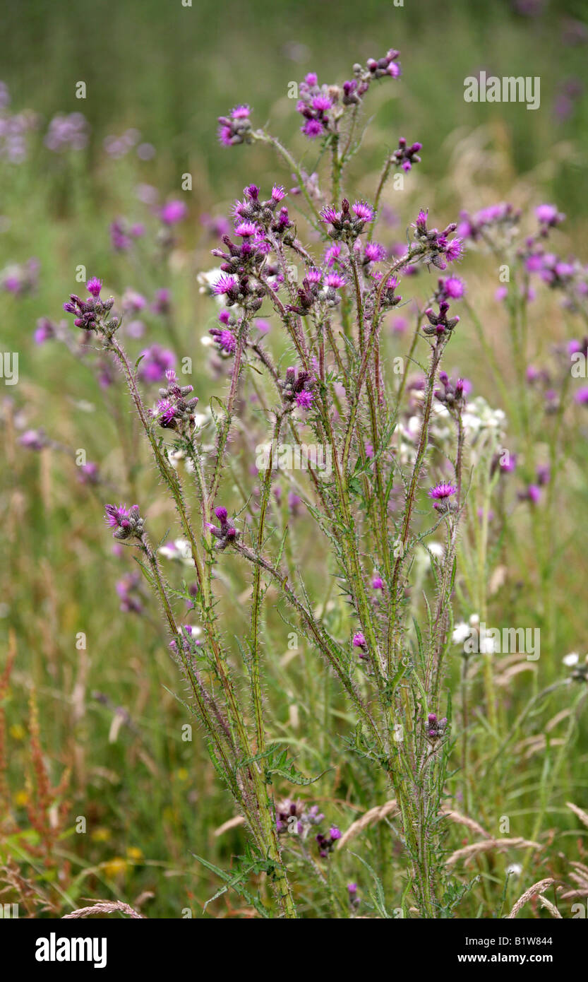 Marsh Distel oder europäische Sumpf Distel Cirsium palustre Stockfoto