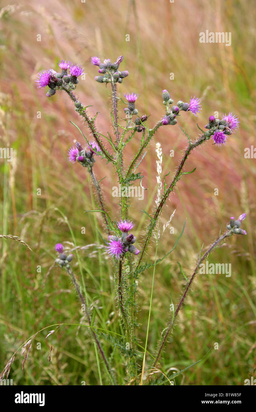 Marsh Distel oder europäische Sumpf Distel Cirsium Stockfoto