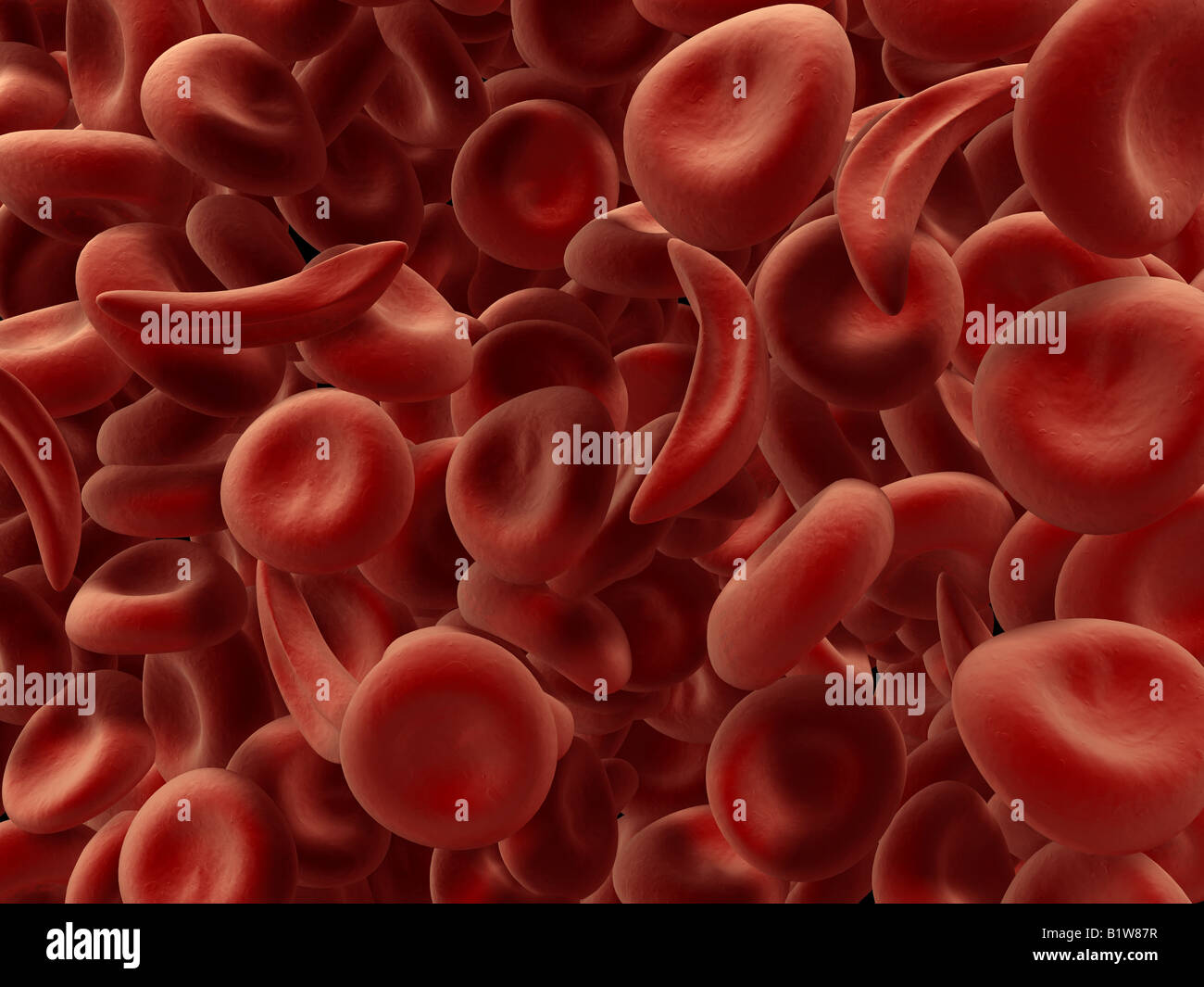 rote Blutkörperchen Stockfoto