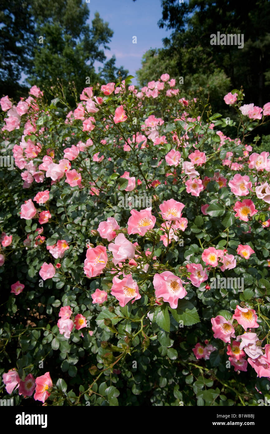 Rosa X Meipotal Strauchrose unbeschwerte Freude NJ Stockfoto