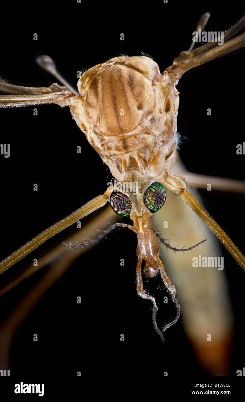 Crane Fly Gesicht CU Stockfoto