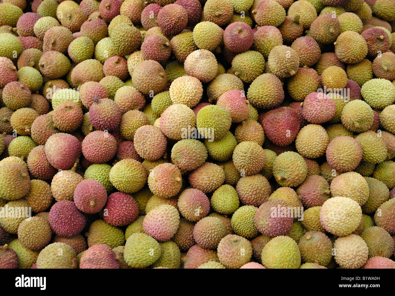 Frische Lychee ist eine süße, saftige chinesischen Frucht etwa so groß wie eine Walnuss. Stockfoto