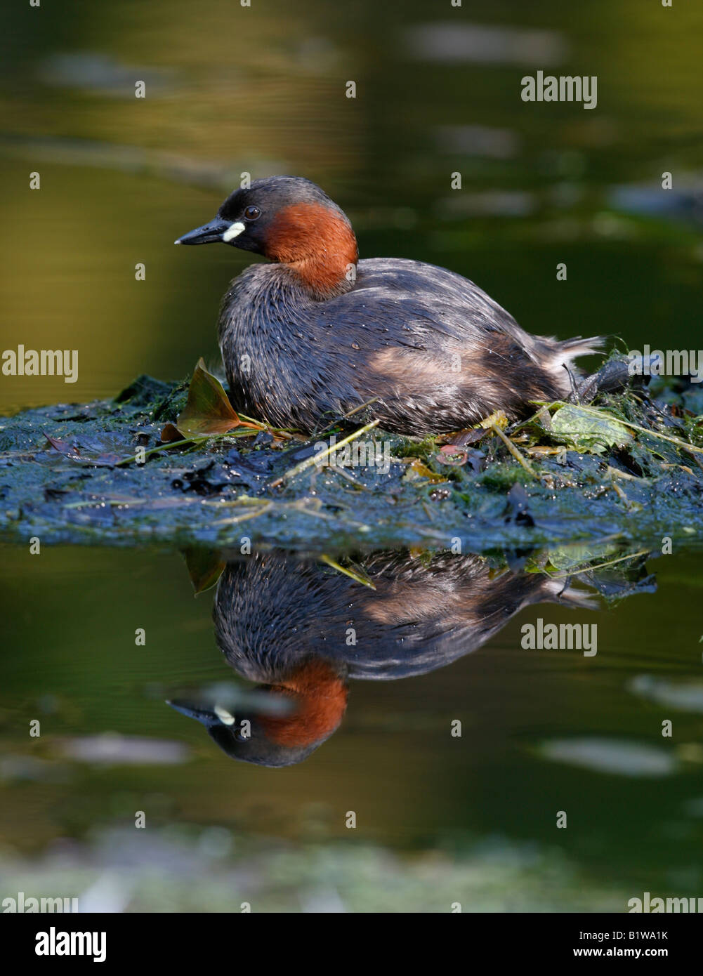 Wenig Grebe Tachybaptus Ruficollis Derbyshire Frühling Stockfoto