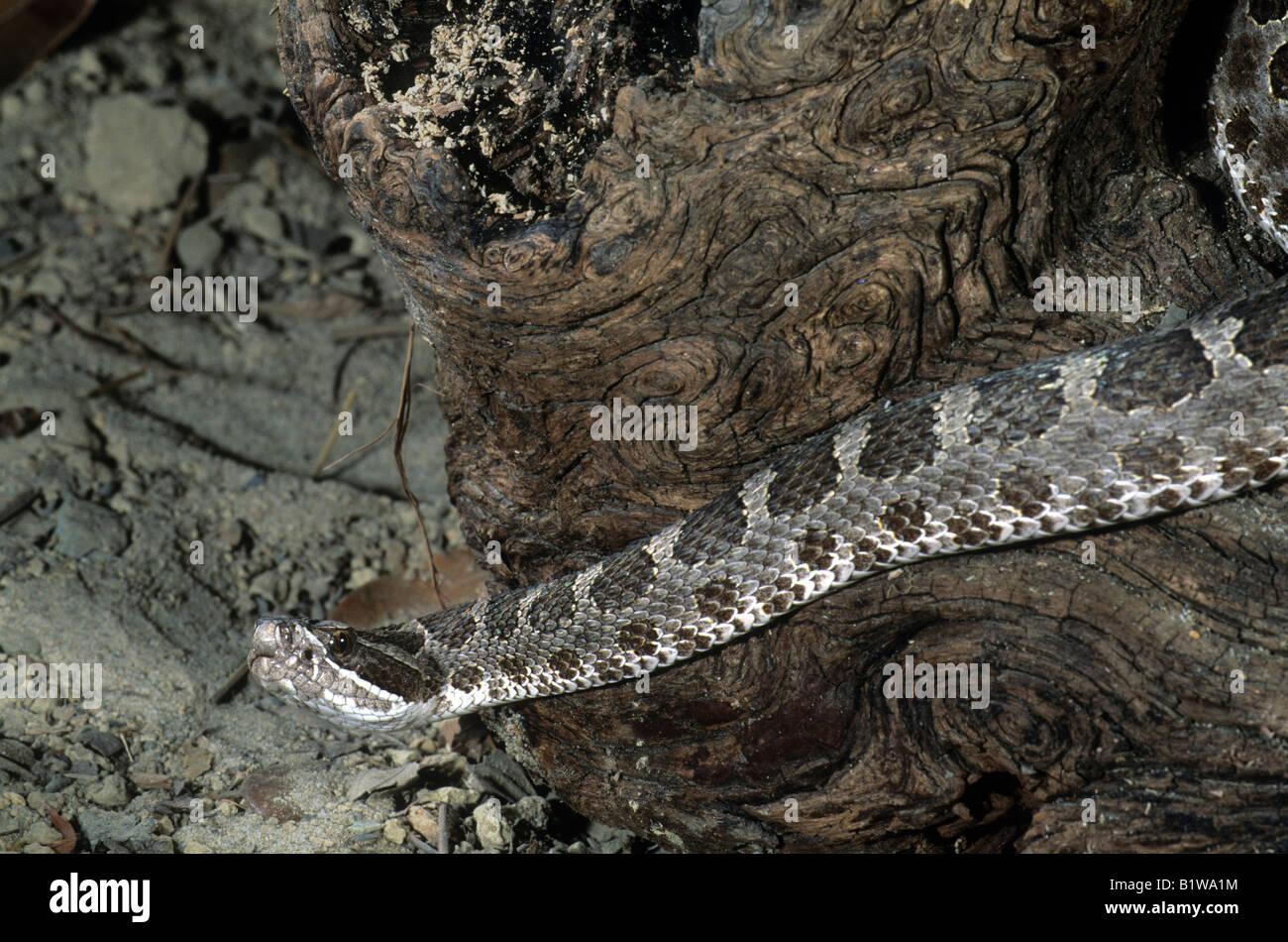 Western Massassagua Klapperschlange (Sistrurus Catenatus) Stockfoto