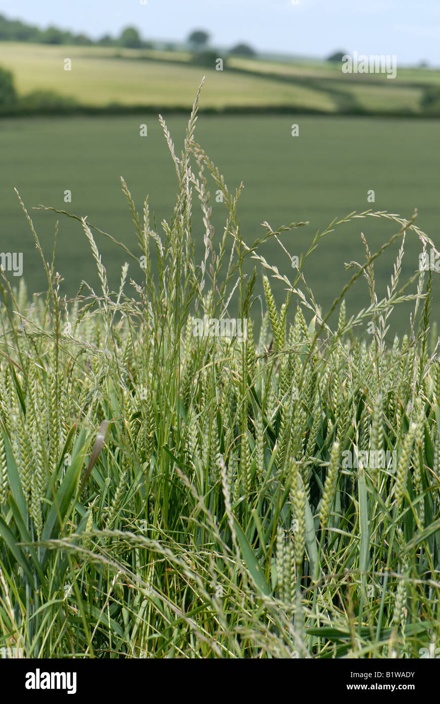 Weidelgras Lolium Perenne Blume Spitzen Ungräser in einer Weizenernte im Ohr Stockfoto