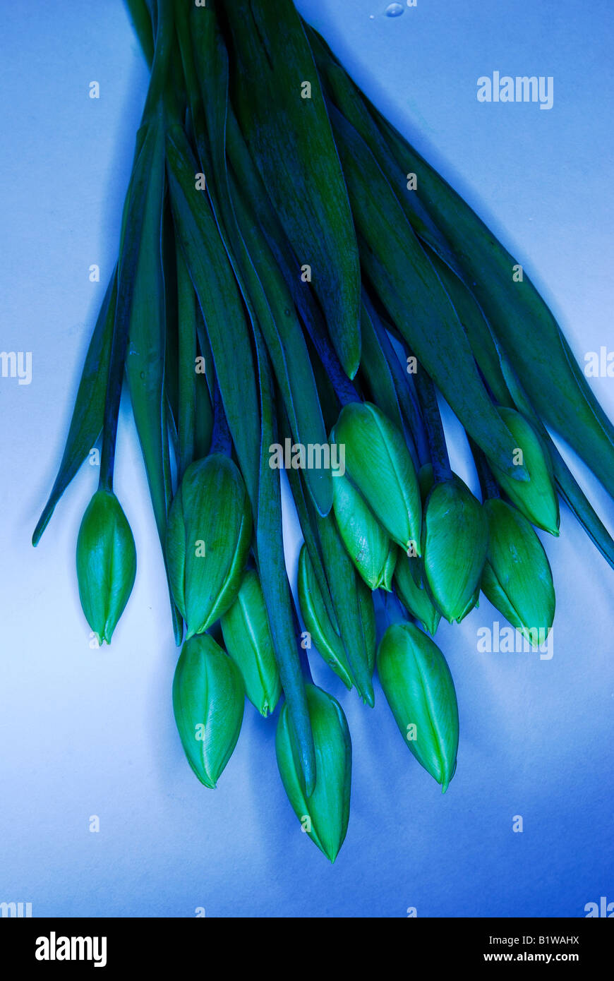 Frische grüne Tulpen, Kunst, natürliches Design, frisches Boquet, Kunst, Natürliches Design, frisches Parkett, Zuhause, Lifestyle, Stockfoto