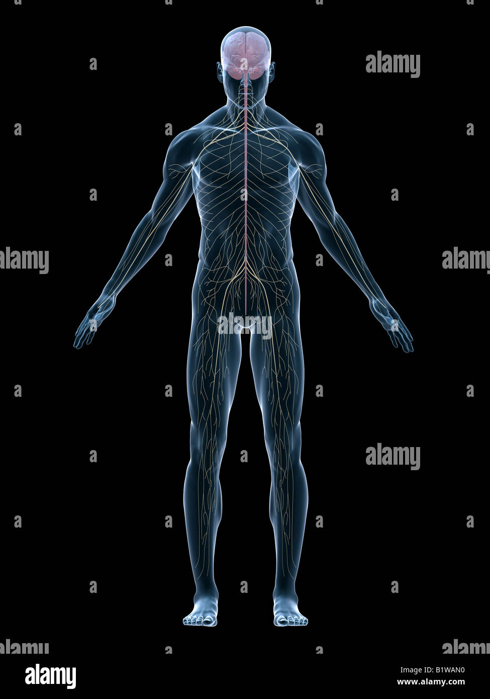 Nervensystem Stockfoto