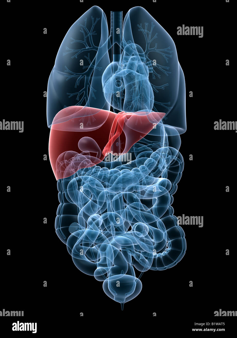 hervorgehobene Leber Stockfoto