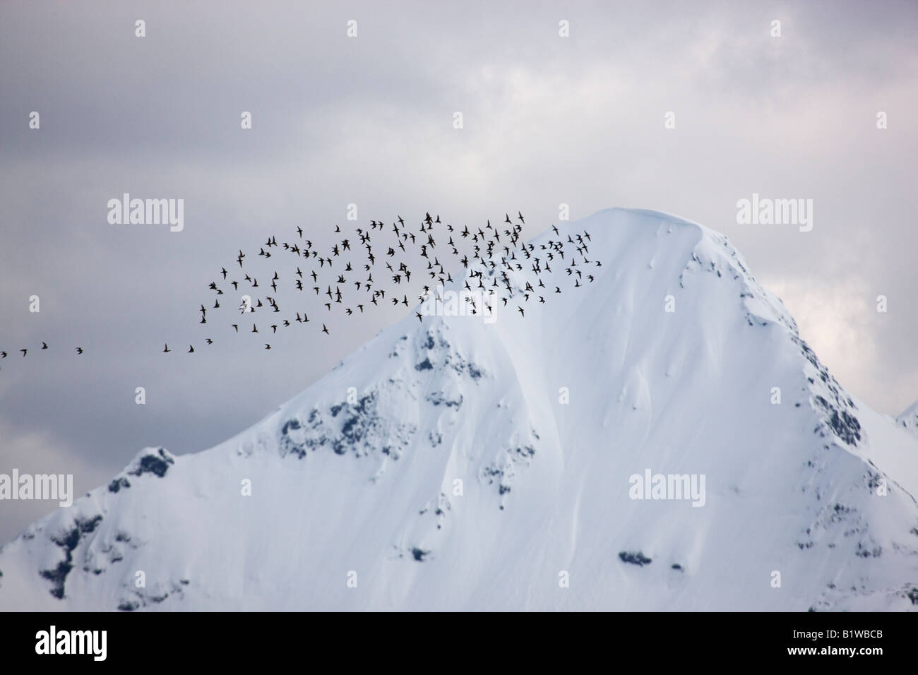 Shorebird Migration auf die Coper River Delta Chugach National Forest Cordova-Alaska Stockfoto