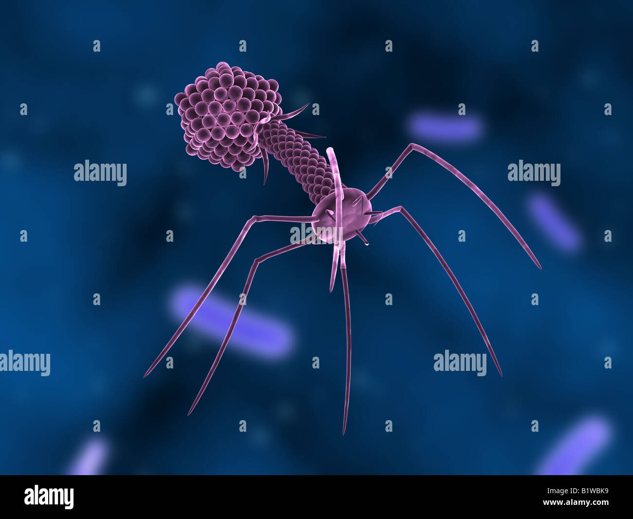 Bakteriophagen Stockfoto